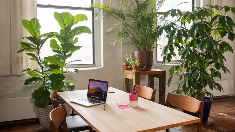 Les bienfaits des plantes dans un espace de travail