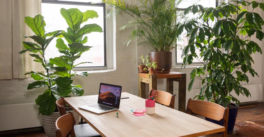 Les bienfaits des plantes dans un espace de travail